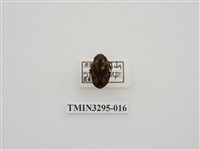藏品(黑斑陷紋金龜)的圖片